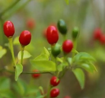 Chiltepin/Tepin Chile Peppers Seeds 5