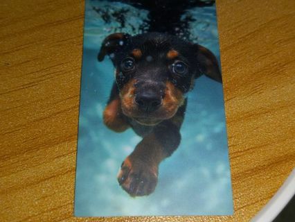 Dog Cute one new vinyl sticker no refunds regular mail very nice