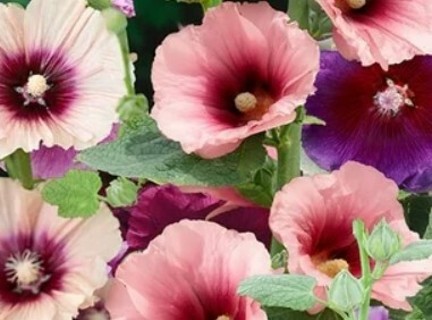 2 TONE PINK RED HOLLYHOCKS