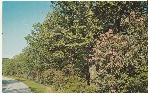 Vintage Unused Postcard: GIN: Blue Ridge Parkway, VA