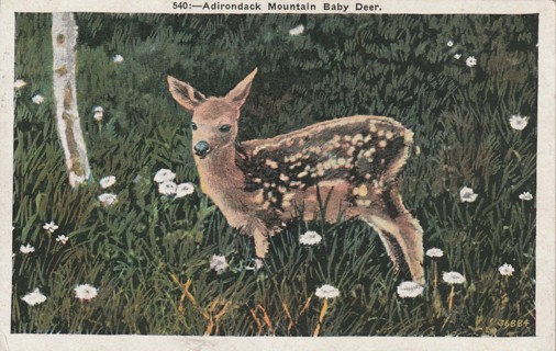 Vintage Used Postcard: (c): 1934 Adirondack Mountain Baby Deer