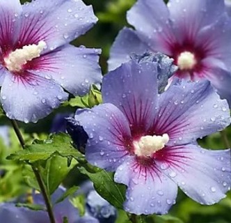 Mighty Colorful Giant Hibiscus--Bluebird