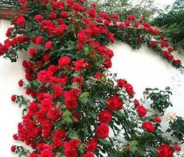 Climbing Roses--RED