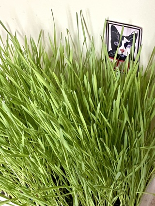 150 Organic wheatgrass cat grass seeds — 250+ with GiN!