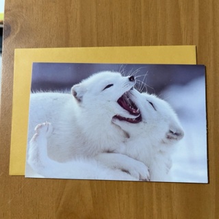 Artic Fox Note Card 