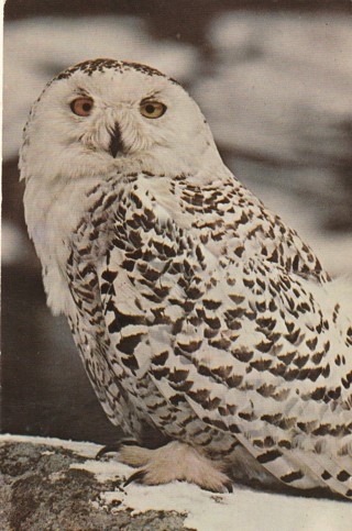 Vintage Unused Postcard: d: Snowy Owl