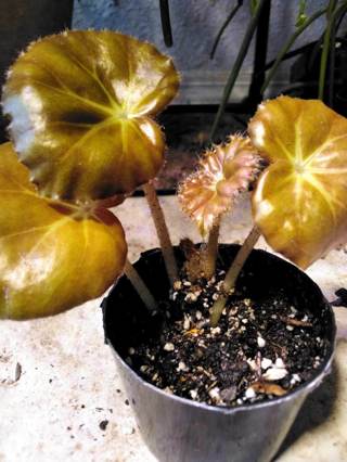 BEEFSTEAK BEGONIA * Rooted Starter (Shipped in Growers Pot!)