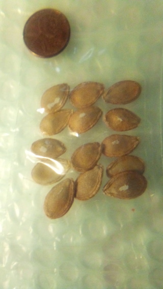 SEMINOLE Pumpkin 10+ Seeds