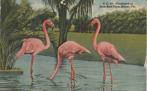 Vintage Used Postcard: m: 1954 Flamingos at Rare Bird Farm, Miami, FL