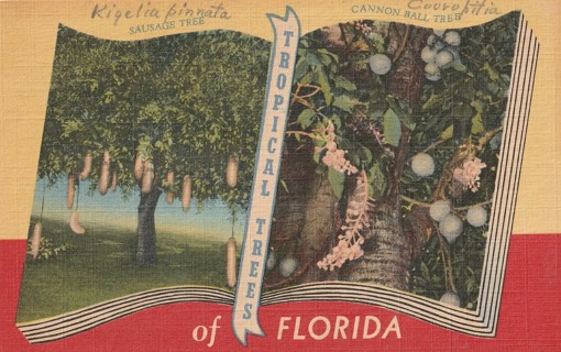 Vintage Unused Postcard: s: Tropical Trees of Florida