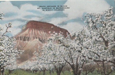 Vintage Unused Postcard: Linen: (gin): Colorado: Mt Garfield, Peach Orchard in Bloom