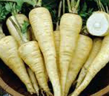 All American Parsnips!
