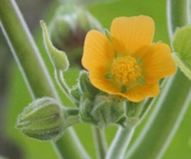 Velvet Leaf Mallow!