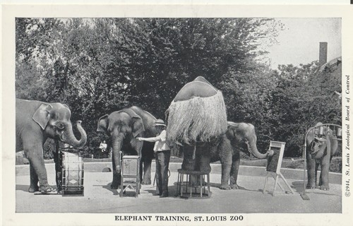 Vintage Unused Postcard: b&w: St Louis Zoo