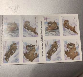 16 (double sided) Forever Snow Otters 