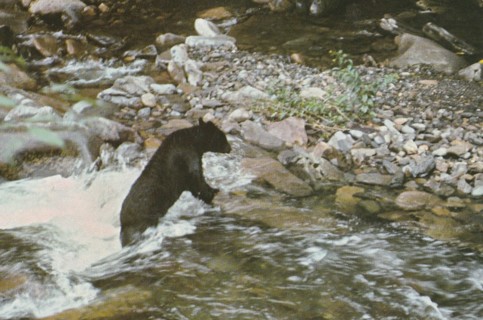 Vintage Unused Postcard: k: Bear in Smoky Mountains Stream