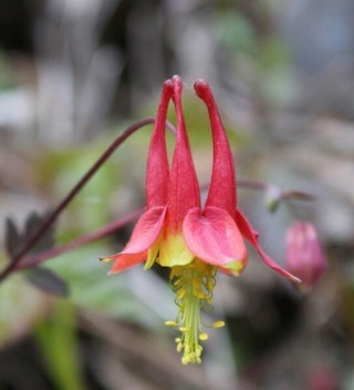 100 + seeds Eastern Red Columbine / Aquilegia Canadensis - native wildflower, organically grown