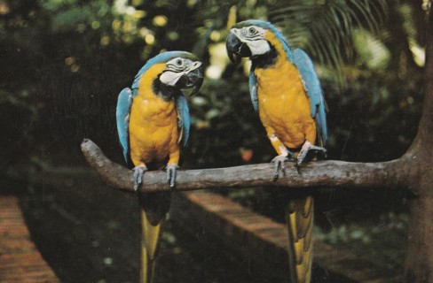 Vintage Unused Postcard: g: Macaws, Sarasota Jungle Gardens, FL