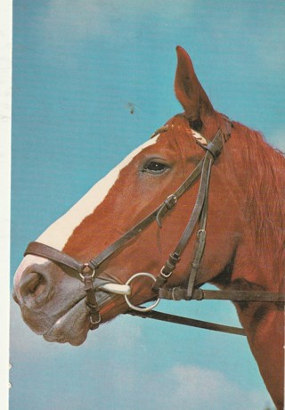 Vintage Unused Postcard: (g) Horse