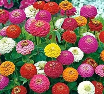 Lilliput Zinnia 