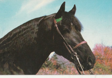 Vintage Unused Postcard: Morgan Stallion, Emerald's Cochise