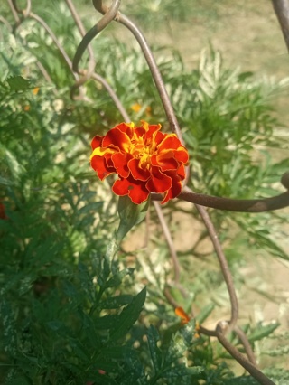 50 French Marigold Seeds