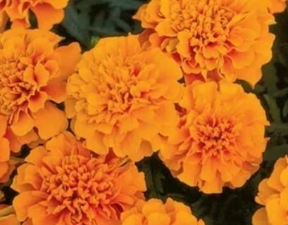 Petit Orange Marigold 