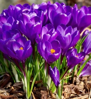 Purple Crocus