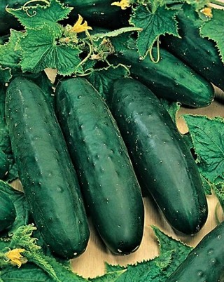 organic Marketmore Cucumbers--10 seeds