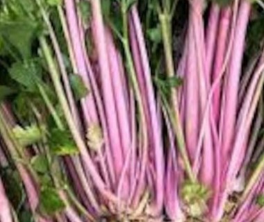 Pink celery  10 seeds!