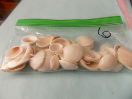 Baggie # 6 sea shells all the same style