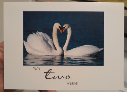 Happy Anniversary Card w/Envelope (Swans)