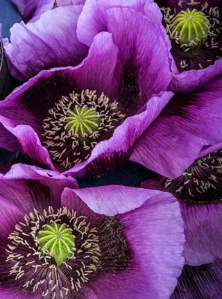 Pretty Hungarian Blue Poppies