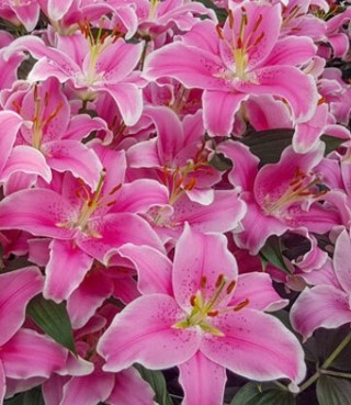 Pink Perfume Lilies