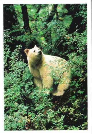 Vintage Postcard Spirit Bear