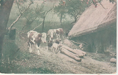 Vintage Used Postcard: (h): Pre Linen: Farm Animals