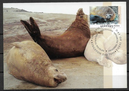 1992 Australian Antarctic Territory ScL84 Elephant Seals maxi card