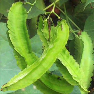 30 seeds Winged Bean Seeds