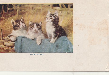 Vintage Unused Postcard: Pre Linen: Cat