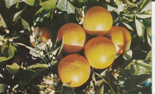 Vintage Used Postcard: a: 1962 Oranges