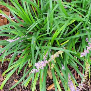 MONDO/MONKEY GRASS  Plant in Spring Flower in Fall Drought Tolerant
