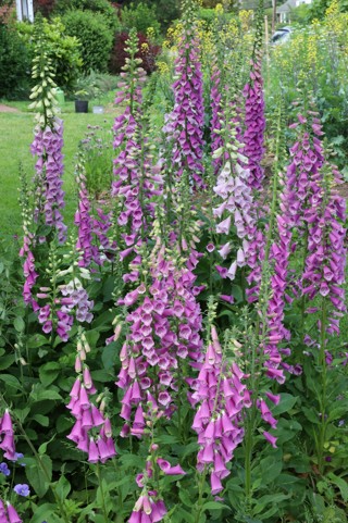 200 Foxglove / Digitalis seeds organically grown in different shades of purple and white