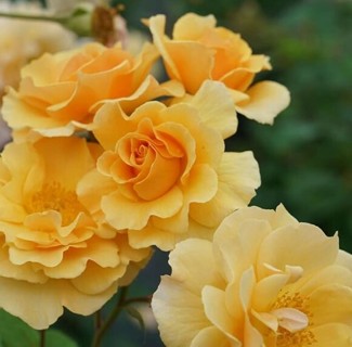 Climbing Roses--GOLD