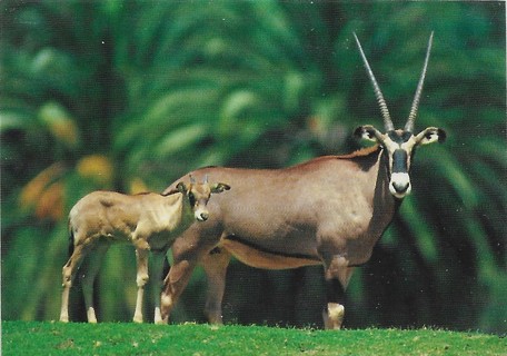 1993 World Famous San Diego Zoo #30 Gemsbok