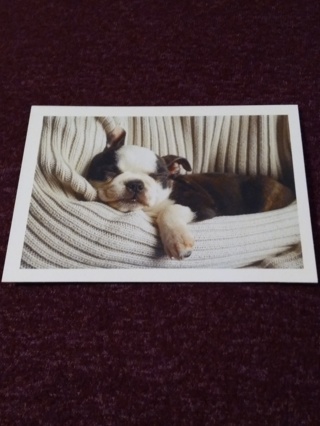 Notecard - Sleeping Dog