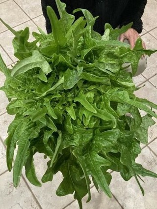 150 seeds of organic Green Oakleaf Lettuce