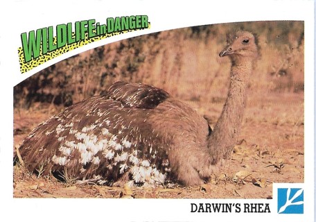 1992 Panini Wildlife in Danger #74 Darwin's Rhea