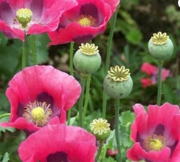 Pretty Pepperbox Poppies