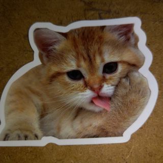 Cat Cute vinyl sticker no refunds regular mail only Very nice these are all nice!