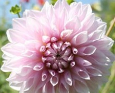 Lovely Creamy White Dahlia w/ a Touch of Pink